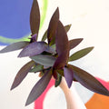 Purple Inch Plant - Tradescantia pallida 'Purpurea' - Welsh Grown - Sprouts of Bristol