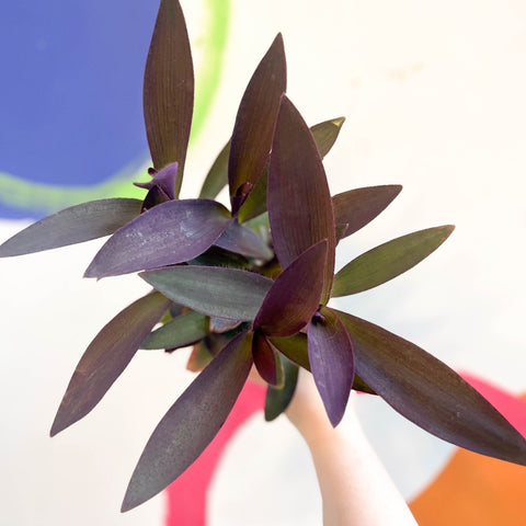 Purple Inch Plant - Tradescantia pallida 'Purpurea' - Welsh Grown - Sprouts of Bristol
