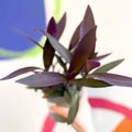 Purple Inch Plant - Tradescantia pallida 'Purpurea' - Welsh Grown - Sprouts of Bristol