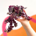Purple Inch Plant - Tradescantia 'Purple Passion' - Sprouts of Bristol