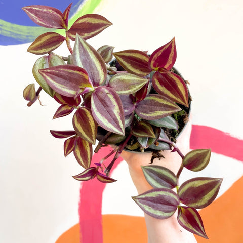 Purple Inch Plant - Tradescantia 'Purple Passion' - Welsh Grown - Sprouts of Bristol