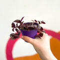 Purple Inch Plant- Tradescantia zebrina 'Purpusii' - Sprouts of Bristol
