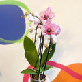 Purple & Pink Moth Orchid - Phalaenopsis 'New Wave' - Sprouts of Bristol