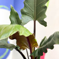 Purple Sword - Alocasia lauterbachiana - Sprouts of Bristol