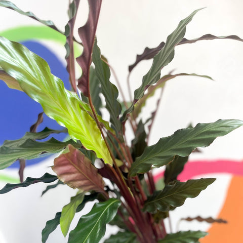 Purple Velvet Calathea - Calathea rufibarba - Sprouts of Bristol