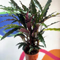Purple Velvet Calathea - Calathea rufibarba - Sprouts of Bristol