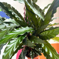Purple Velvet Calathea - Calathea rufibarba - Sprouts of Bristol