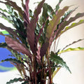 Purple Velvet Calathea - Calathea rufibarba - Sprouts of Bristol
