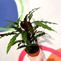 Purple Velvet Calathea - Calathea rufibarba - Sprouts of Bristol
