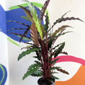 Purple Velvet Calathea - Calathea rufibarba - Sprouts of Bristol