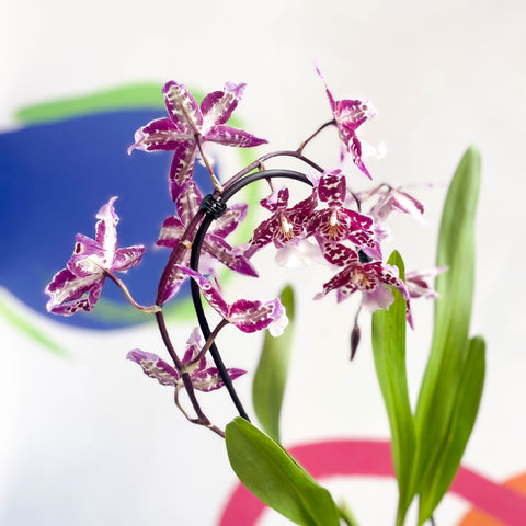 Purple & White Cambria Orchid - x Colmanara - Sprouts of Bristol