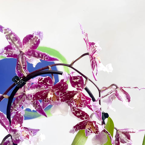 Purple & White Cambria Orchid - x Colmanara - Sprouts of Bristol