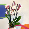 Purple & White Moth Orchid - Phalaenopsis 'Polka Dots' - Sprouts of Bristol