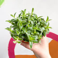 Pussy Ears - Cyanotis somaliensis - Sprouts of Bristol