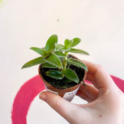 Pussy Ears - Cyanotis somaliensis - Welsh Grown - Sprouts of Bristol