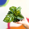 Queen of Hearts - Homalomena wallisii 'Camouflage' - British Grown - Sprouts of Bristol