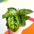 Queen of Hearts - Homalomena wallisii 'Camouflage' - British Grown - Sprouts of Bristol