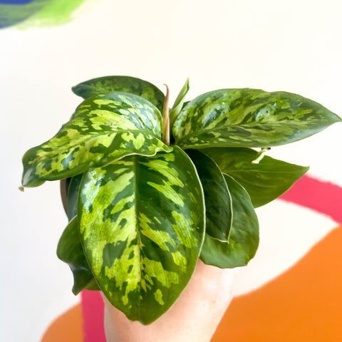Queen of Hearts - Homalomena wallisii 'Camouflage' - British Grown - Sprouts of Bristol