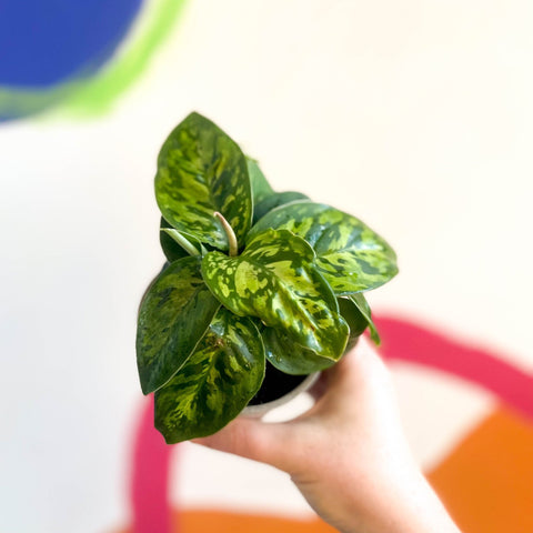 Queen of Hearts - Homalomena wallisii 'Camouflage' - British Grown - Sprouts of Bristol