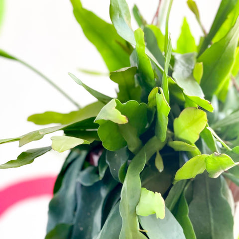 Queen of the Night Cactus - Epiphyllum pumilum - Sprouts of Bristol