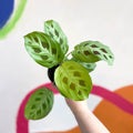 Rabbit Foot Prayer Plant - Maranta leuconeura 'Kerchoveana' - Sprouts of Bristol