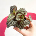 Radiator Plant - Peperomia albovittata 'Piccolo Banda' - Sprouts of Bristol