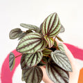 Radiator Plant - Peperomia albovittata 'Piccolo Banda' - Sprouts of Bristol