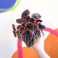 Radiator Plant - Peperomia caperata 'Abricos' - Sprouts of Bristol