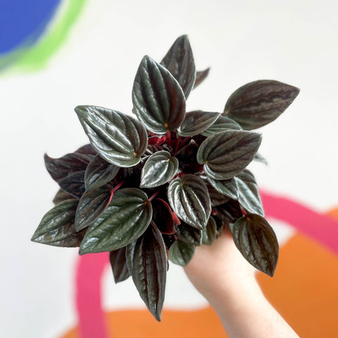 Radiator Plant - Peperomia caperata 'Brasilia' - Sprouts of Bristol