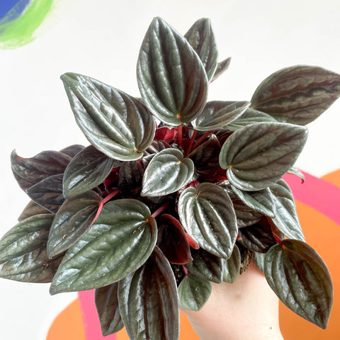 Radiator Plant - Peperomia caperata 'Brasilia' - Sprouts of Bristol