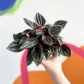 Radiator Plant - Peperomia caperata 'Brasilia' - Sprouts of Bristol