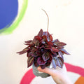 Radiator Plant - Peperomia caperata 'Cayenne' - Sprouts of Bristol