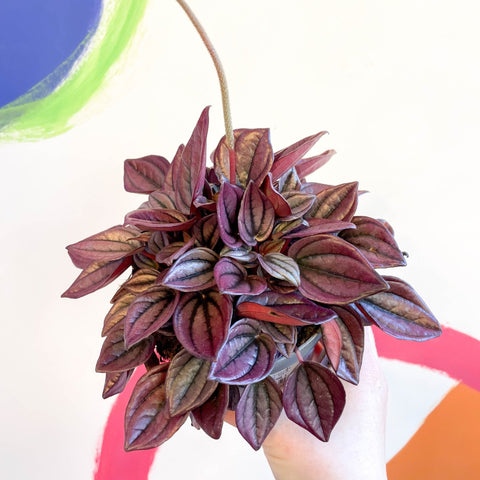 Radiator Plant - Peperomia caperata 'Cayenne' - Sprouts of Bristol