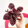 Radiator Plant - Peperomia caperata 'Luna' - Sprouts of Bristol