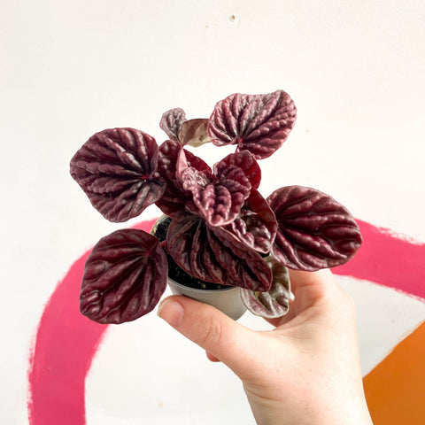 Radiator Plant - Peperomia caperata 'Luna' - Sprouts of Bristol