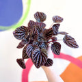 Radiator Plant - Peperomia caperata 'Red Luna' - Sprouts of Bristol