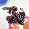 Radiator Plant - Peperomia caperata 'Red Luna' - Sprouts of Bristol