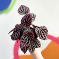 Radiator Plant - Peperomia caperata 'Red Luna' - Sprouts of Bristol