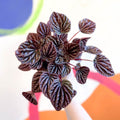 Radiator Plant - Peperomia caperata 'Red Luna' - Sprouts of Bristol