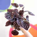 Radiator Plant - Peperomia caperata 'Red Luna' - Sprouts of Bristol