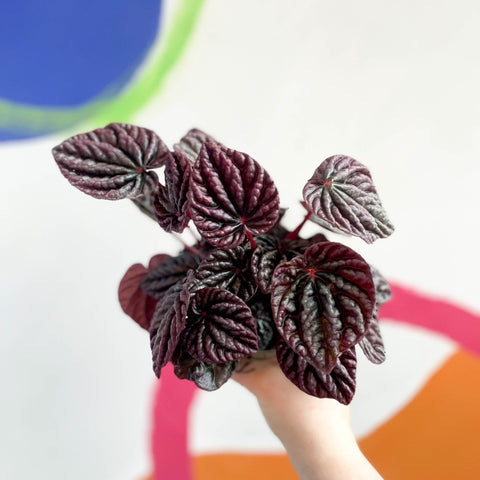 Radiator Plant - Peperomia caperata 'Red Luna' - Sprouts of Bristol
