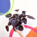 Radiator Plant - Peperomia caperata 'Red Luna' - Sprouts of Bristol