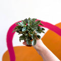 Radiator Plant - Peperomia 'Napoli Nights' - Sprouts of Bristol