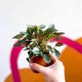 Radiator Plant - Peperomia 'Napoli Nights' - Sprouts of Bristol