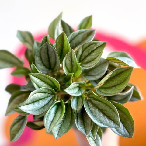 Radiator Plant - Peperomia 'Napoli Nights' - Sprouts of Bristol