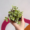 Rainbow Bush - Portulacaria afra variegata - Sprouts of Bristol