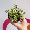 Rainbow Bush - Portulacaria afra variegata - Sprouts of Bristol