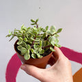 Rainbow Bush - Portulacaria afra variegata - Sprouts of Bristol