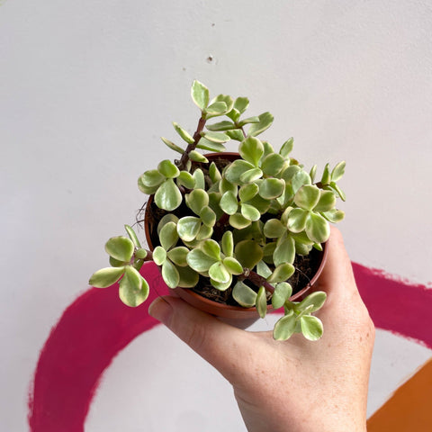 Rainbow Bush - Portulacaria afra variegata - Sprouts of Bristol