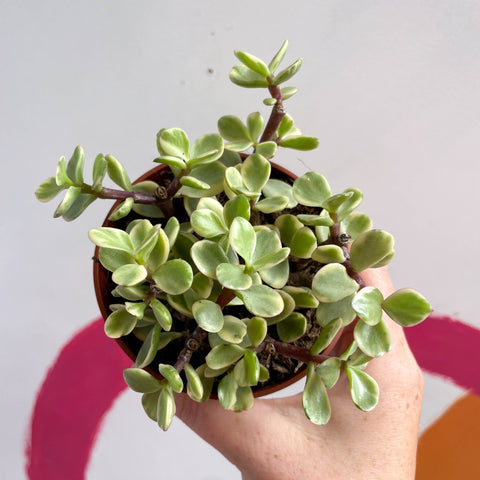 Rainbow Bush - Portulacaria afra variegata - Sprouts of Bristol